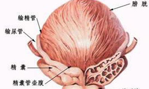 男性膀胱炎是怎么回事