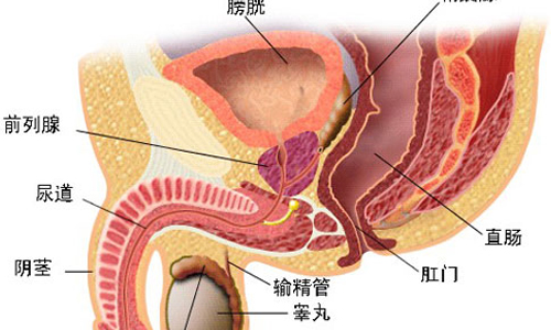 前列腺囊肿的危害