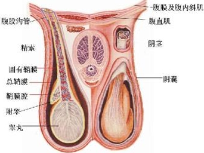 茎索静脉曲张图