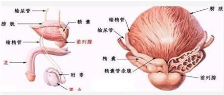 前列腺囊肿医院