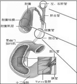 预防前列腺痛