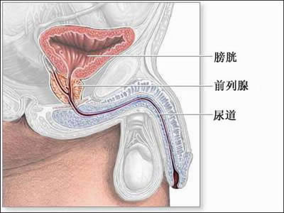 前列腺炎,前列腺炎症状