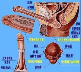 前列腺痛