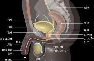 睾丸炎