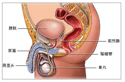 前列腺囊肿