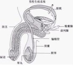 尿道炎表现症状