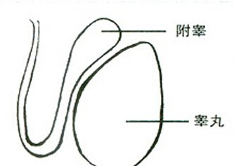 附睾炎的发病原因
