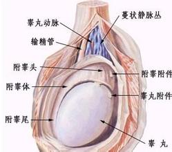 睾丸炎的表现症状