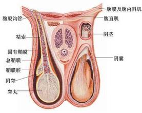 附睾炎的表现症状