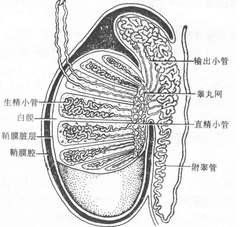 睾丸炎的发病原因