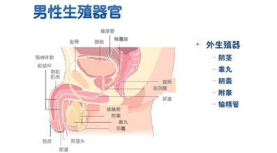 预防睾丸炎