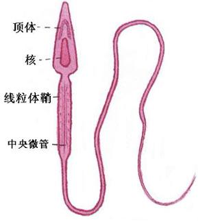 无精症的预防