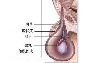 睾丸炎的预防