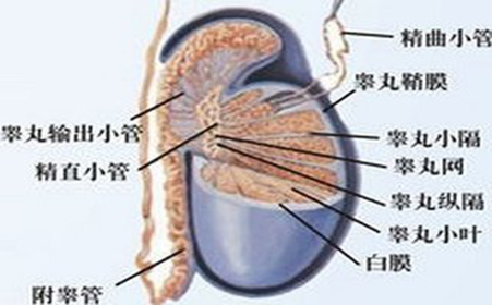 睾丸附睾炎