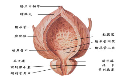 前列腺炎的自检
