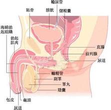 阳痿和遗传的关系