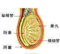 附睾炎的主要症状是什么